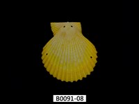 藏品(高貴海扇蛤)的圖片